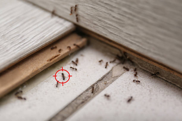 Best Cockroach Control Services  in Jenison, MI