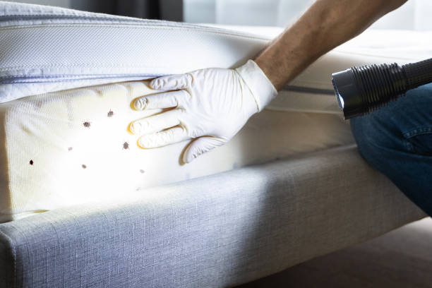 Best Emergency Pest Control  in Jenison, MI