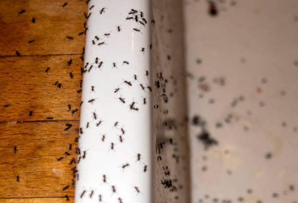 Best Wasp Removal Services  in Jenison, MI